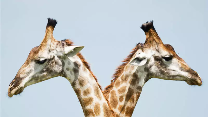 Two Heads Are Better Than One: The Evolution Of AI In Sales